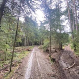 Prodej lesa 6 176 m² Pavlov