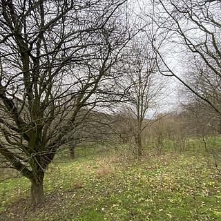 Prodej lesa 11619 m² Šarovy