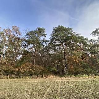 Prodej lesa 4568 m² Chářovice