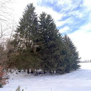 Prodej lesa 3426 m&sup2; Volfířov