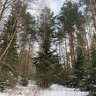 Prodej ostatního pozemku 5 958 m² Volfířov Brandlín