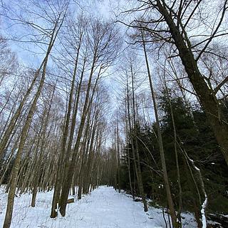 Prodej lesa 3892 m&sup2; Volfířov