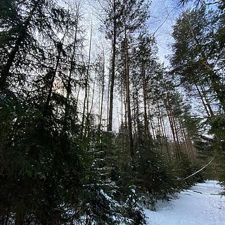 Prodej ostatních pozemků 5958 m&sup2; Volfířov