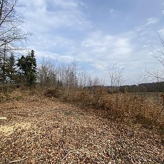 Prodej lesa 9290 m&sup2; Zborov