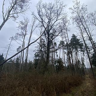 Prodej lesa 4481 m&sup2; Blížejov