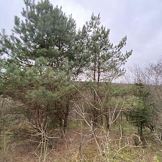 Prodej lesa 11619 m&sup2; Šarovy