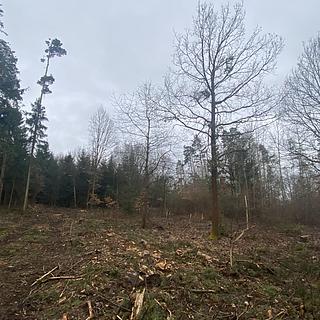 Prodej lesa 6627 m&sup2; Blížejov