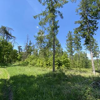 Prodej lesa 15 167 m² Kropáčova Vrutice Sušno