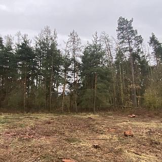 Prodej lesa 4624 m&sup2; Blížejov