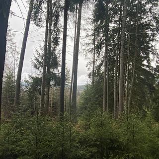 Prodej lesa 1 299 m² Kolinec Buršice