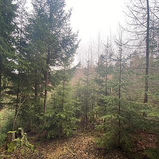 Prodej lesa 3 423 m² Kolinec Buršice