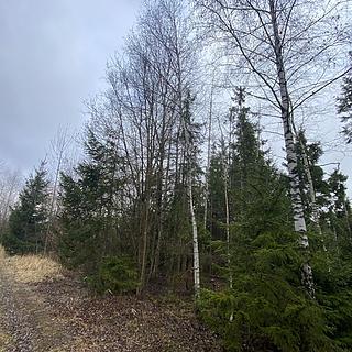 Prodej lesa 5 195 m² Kolinec Buršice