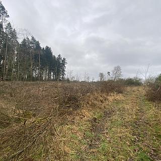 Prodej lesa 7793 m&sup2; Blížejov