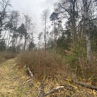 Prodej lesa 7 793 m² Blížejov Lštění