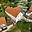 Prodej rodinného domu 140 m² Pchery, U Rybníka