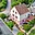 Prodej rodinného domu 180 m² Kolín II, Zborovská