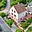 Prodej rodinného domu 180 m² Kolín II, Zborovská