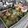 Prodej stavební parcely 470 m² Hvozdná, Hlavní