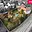 Prodej rodinného domu 312 m² Hvozdná, Hlavní