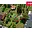 Prodej stavební parcely 813 m² Zlín Lužkovice, Hvozdenská