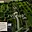 Prodej stavební parcely 2 630 m² Zlín Lhotka