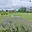 Prodej stavební parcely 1 980 m² Řendějov Nový Samechov, Nový Samechov