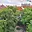 Pronájem bytu 1+kk a garsoniéry 28 m² Praha Vinohrady, Jana Masaryka