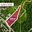 Prodej stavební parcely 6 562 m² Litoměřice Pokratice