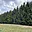 Prodej lesa 51 563 m² Horní Heřmanice
