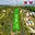 Prodej zahrady 788 m² Nebovidy