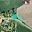Prodej stavební parcely 560 m² Malšovice Hliněná
