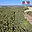 Prodej lesa 4 769 m² Sadská