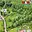 Prodej stavební parcely 3 363 m² Dubnice