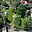 Prodej stavební parcely 825 m² Ostrava Svinov