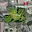 Prodej stavební parcely 1 129 m² Čestín