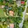 Prodej stavební parcely 3 173 m² Brandýs nad Labem-Stará Boleslav Stará Boleslav