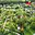 Prodej zahrady 478 m² Strakonice I
