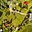 Prodej zahrady 167 m² Pardubice
