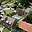 Prodej stavební parcely 1 124 m² Klobouky u Brna, Příhon