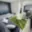 Pronájem bytu 1+kk a garsoniéry 33 m² Mladá Boleslav III, Jičínská