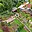 Prodej zahrady 441 m² Postoloprty