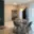 Pronájem bytu 2+kk 55 m² Brno Husovice, Cacovická