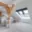 Pronájem bytu 3+kk 112 m² Praha Vinohrady, náměstí Jiřího z Poděbrad
