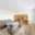 Pronájem bytu 3+1 73 m² Brno Lesná, Seifertova