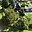 Prodej zahrady 345 m² Tachov