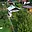 Prodej chaty 382 m² Kosmonosy