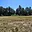Prodej stavební parcely 955 m² Nová Cerekev Chmelná