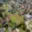 Prodej stavební parcely 1 904 m² Praha Horní Počernice, Semonická