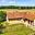 Prodej rodinného domu 148 m² Zajíčkov Rovná