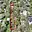Prodej zahrady 404 m² Brno Jundrov